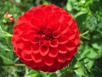 flower_2